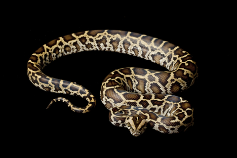 Burmese Python For Sale, Burmese Python For Sale Cheap, Burmese Python For Sale Near Me, Burmese Python For Sale Canada, Burmese Python For Sale Euorpe, Burmese Python For Sale Uk